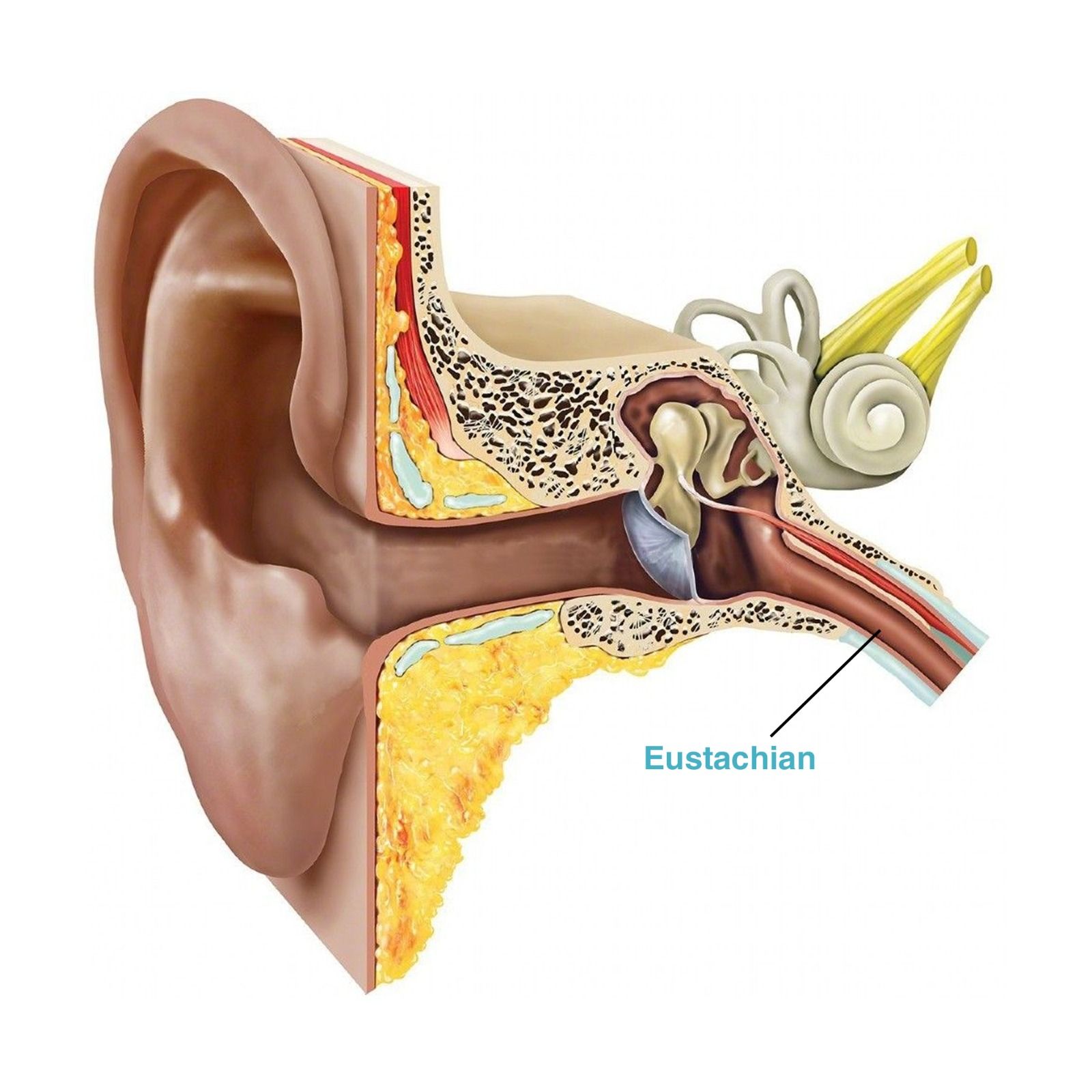 اختبارات تقييم قناة ستاكيوس